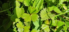 Hydrocotyle sulcata