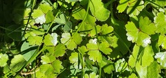 Hydrocotyle sulcata