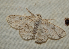 Ascotis reciprocaria
