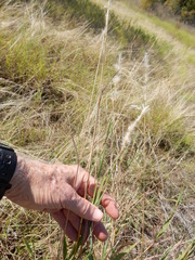 Bothriochloa torreyana