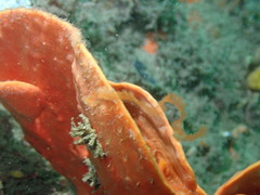 Echinoclathria leporina