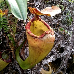 Nepenthes sumatrana