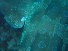 Cymothoida