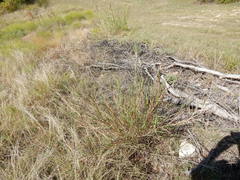 Bothriochloa torreyana