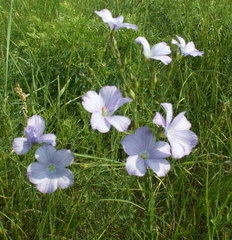 Linum nervosum