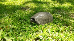 Kinosternon herrerai