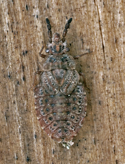 Aradus cinnamomeus