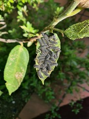 Poneridia semipullata