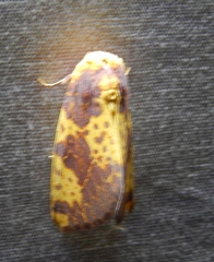 Copifrontia xantherythra