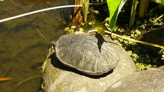 Kinosternon herrerai