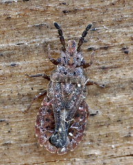 Aradus cinnamomeus