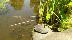 Kinosternon herrerai