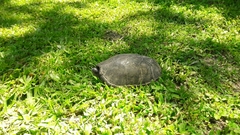 Kinosternon herrerai