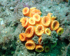 Australopsammia aurea