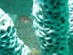 Holopsamma laminaefavosa