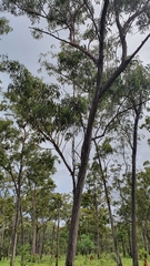 Eucalyptus tetrodonta