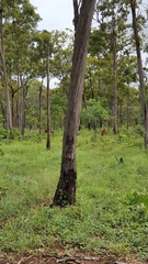 Eucalyptus tetrodonta
