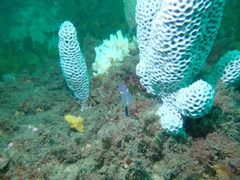 Holopsamma laminaefavosa