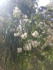 Melaleuca irbyana