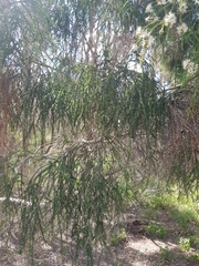 Melaleuca irbyana