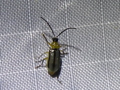 Diabrotica longicornis