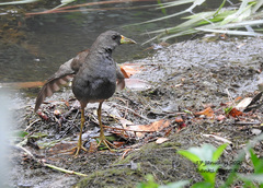 Amaurornis moluccana