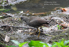 Amaurornis moluccana