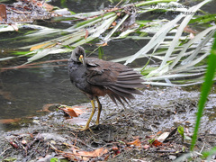 Amaurornis moluccana