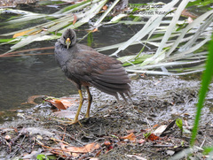 Amaurornis moluccana