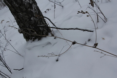 Aconitum septentrionale