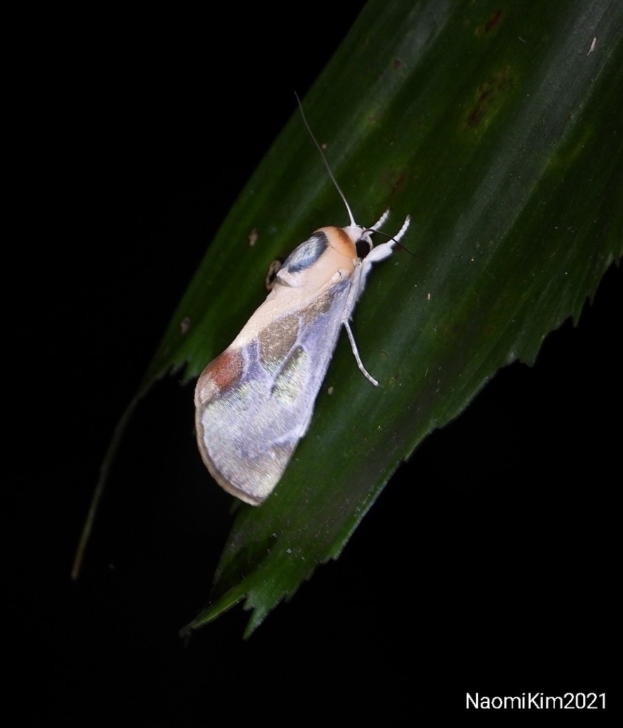 Westermannia nobilis