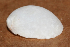 Mammilla
