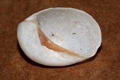 Mammilla