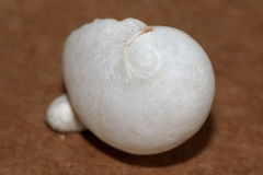 Mammilla