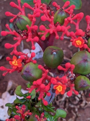 Jatropha image