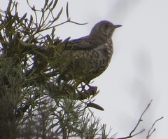 Turdus pilaris