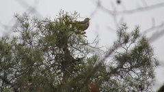 Turdus pilaris