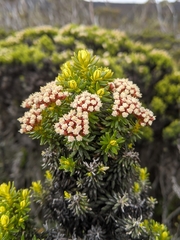 Ozothamnus ledifolius