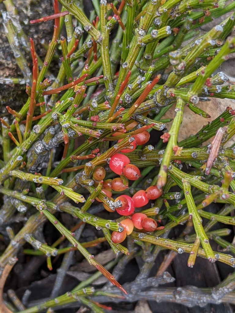 Exocarpos humifusus