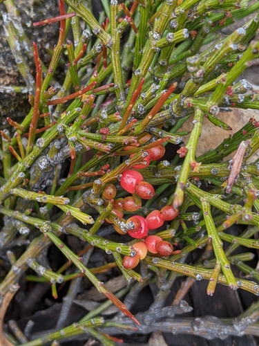 Exocarpos humifusus R.Br.