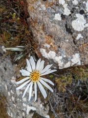 Celmisia asteliifolia