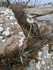 Celmisia asteliifolia