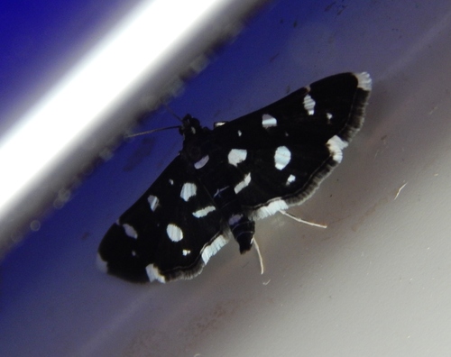 Dotted Sable
