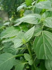 Dicliptera bivalvis