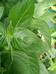 Dicliptera bivalvis