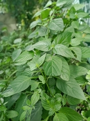 Dicliptera bivalvis
