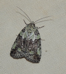 Blenina squamifera