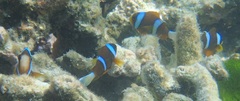 Amphiprion