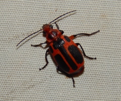 Lebistina peringueyi