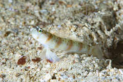 Amblyeleotris arcupinna